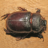 Temnorhynchus coronatus